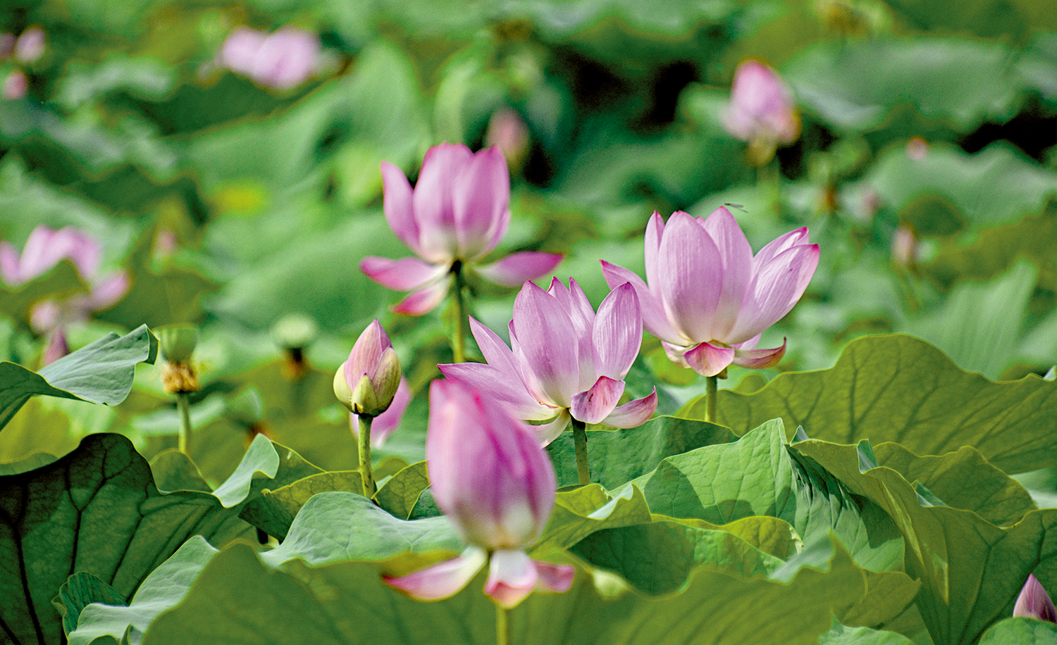 　　圖：盛夏時節，北京市圓明園遺址公園內二百多個品種的一千餘畝荷花盛開，吸引大批遊客和市民前來賞荷避暑。\新華社