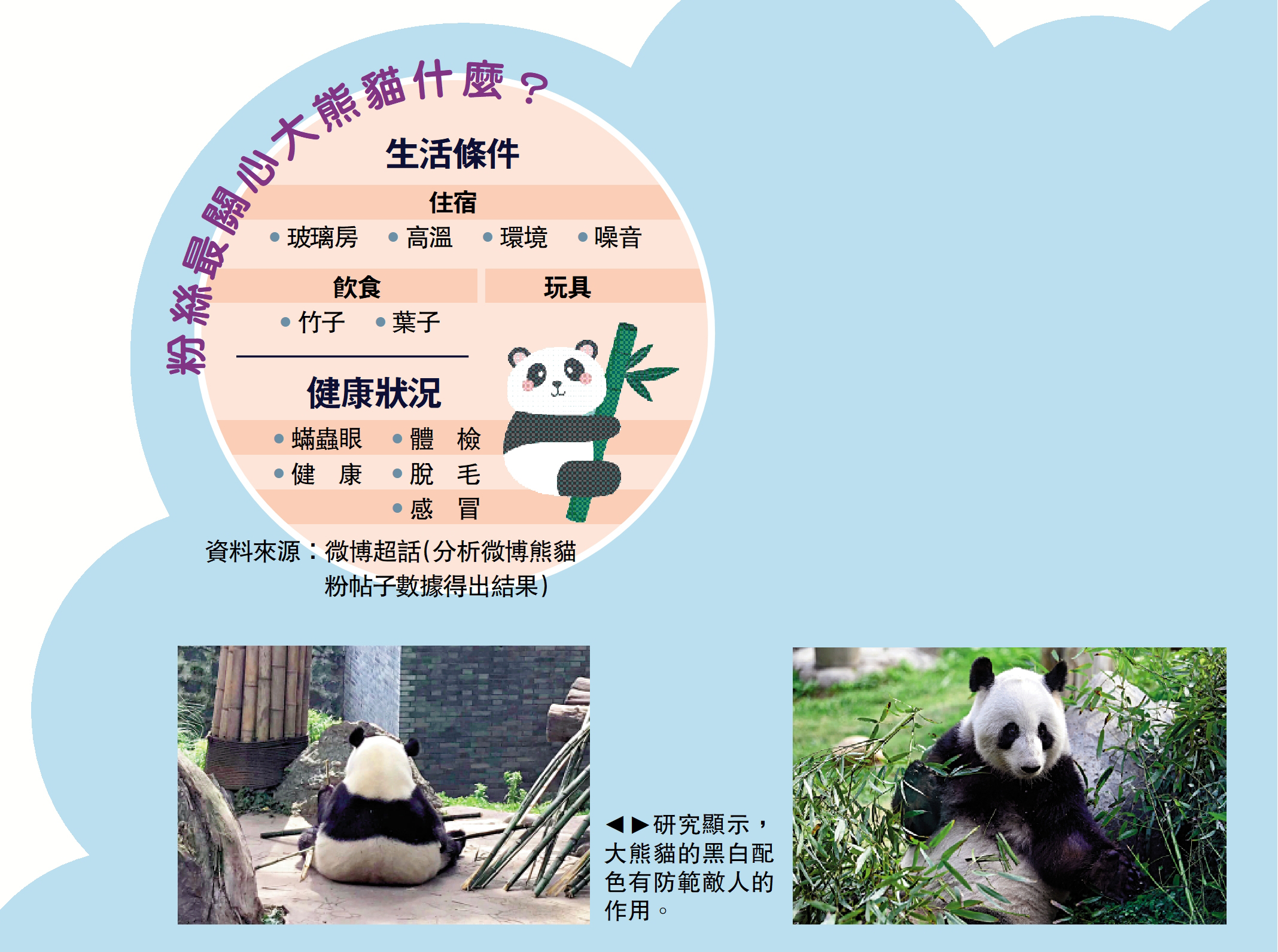 　　圖：研究顯示，大熊貓的黑白配色有防範敵人的作用。