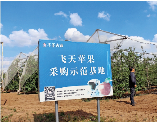 圖:洛川農民路紅珍家種植的蘋果就曾隨中國航天員一起飛上太空。\大公報記者李陽波攝