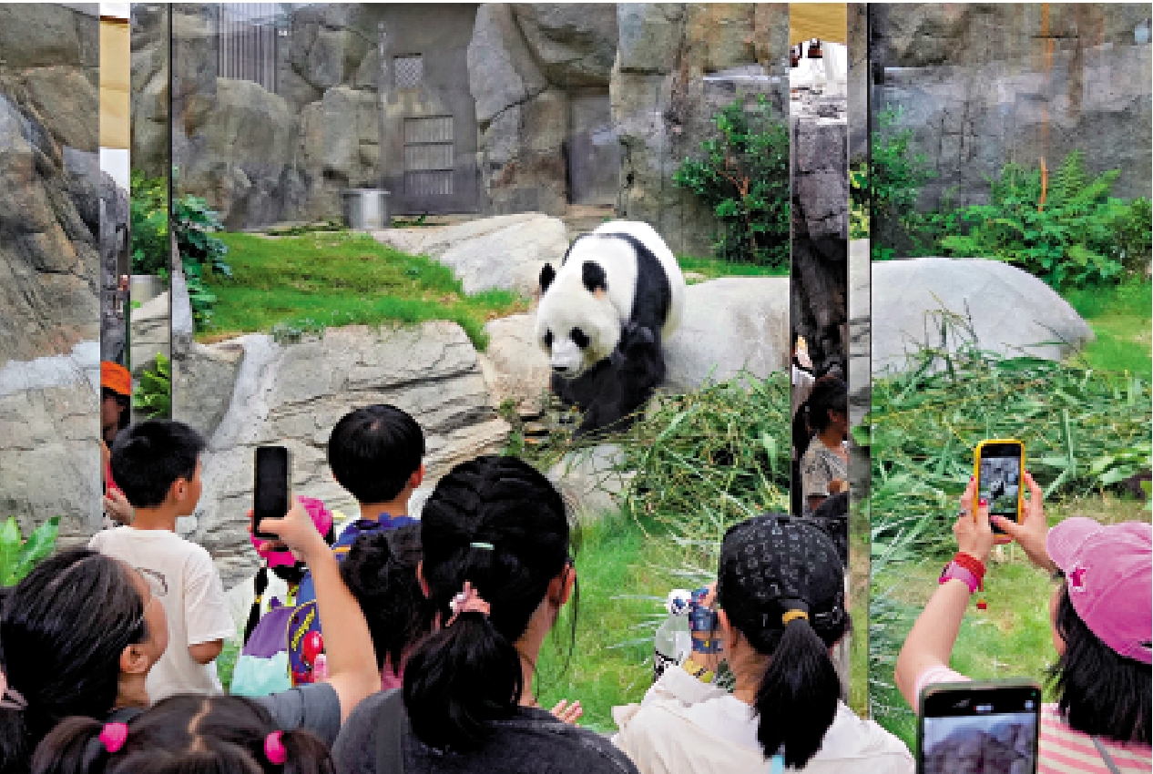 　　圖：「樂樂、盈盈」在2007年來港，17年來再有新大熊貓來港，全港熱切期待。