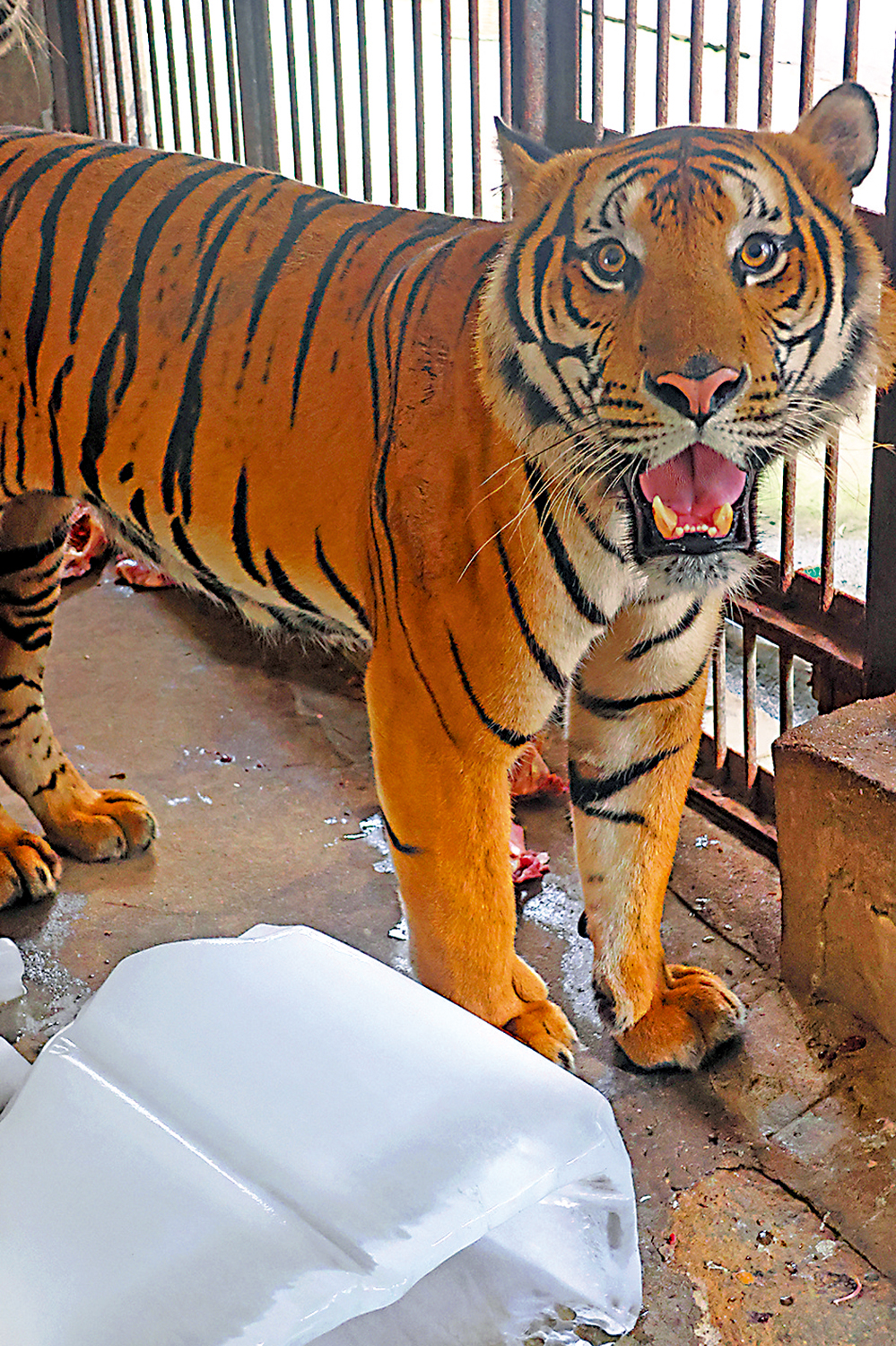 　　圖：南昌動物園籠舍內一頭華南虎站在巨型冰塊旁解暑降溫。