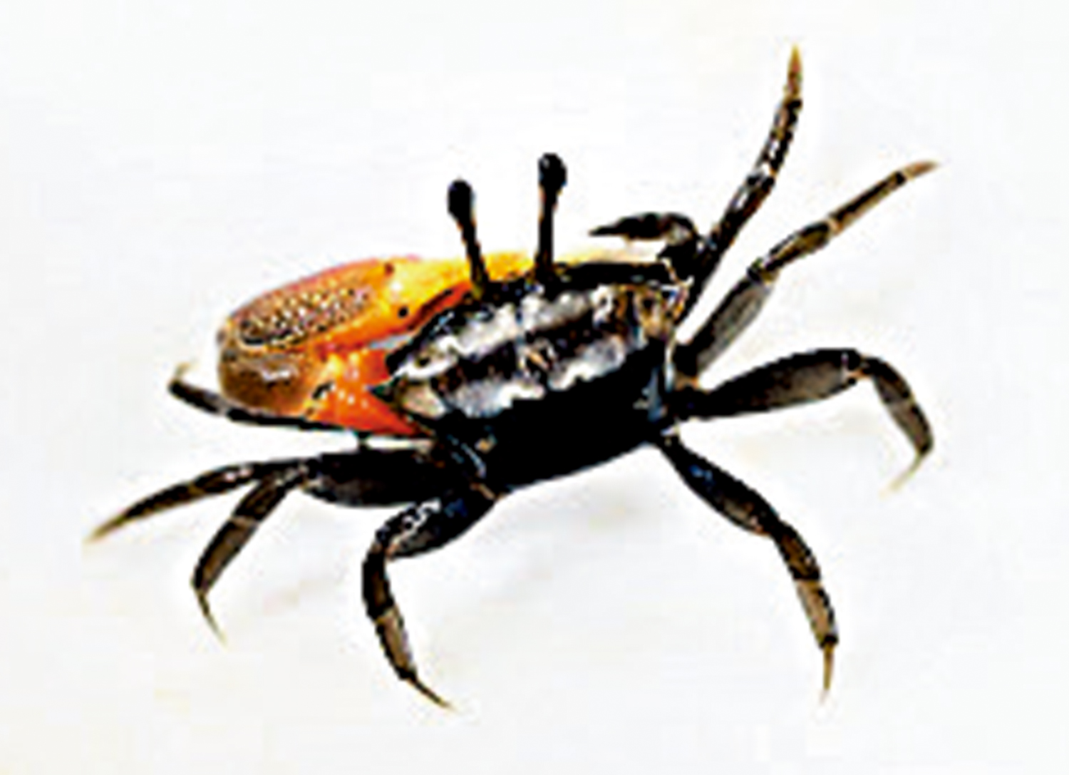 　　圖：港大學者在香港沿海發現新的招潮蟹物種。