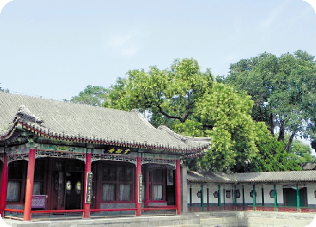 　　圖：槐樹花開。\作者供圖