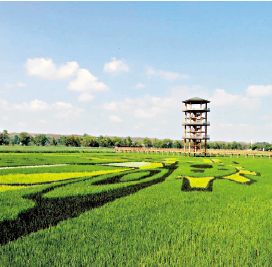 　　圖：美麗的稻田。\大公報記者喬輝攝