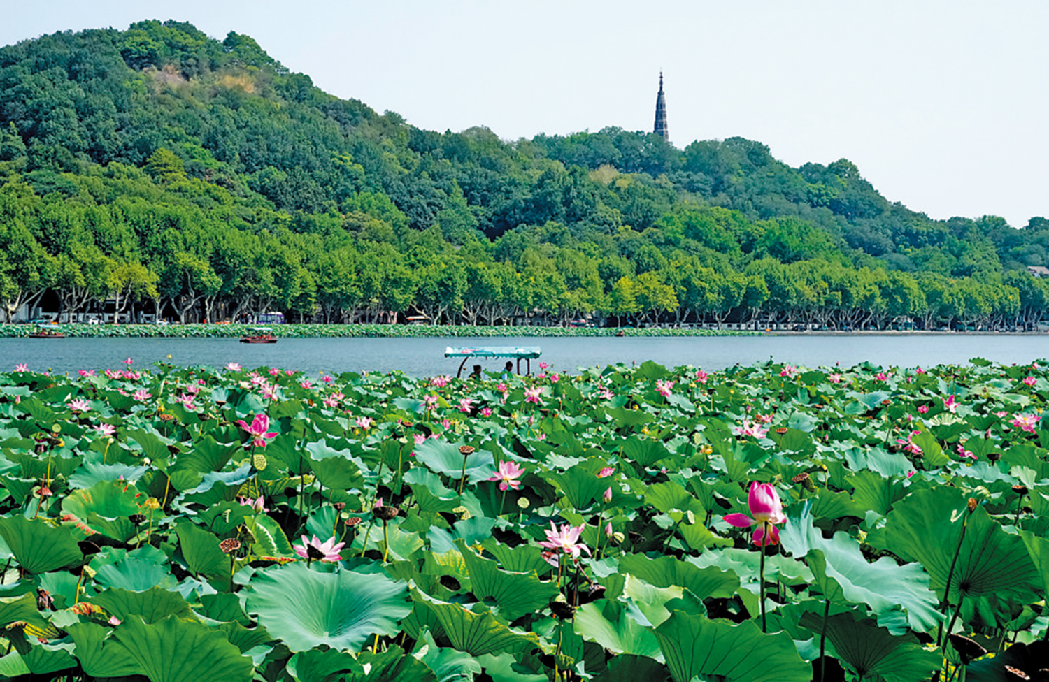 　　圖：遊客在杭州西湖划船賞荷。