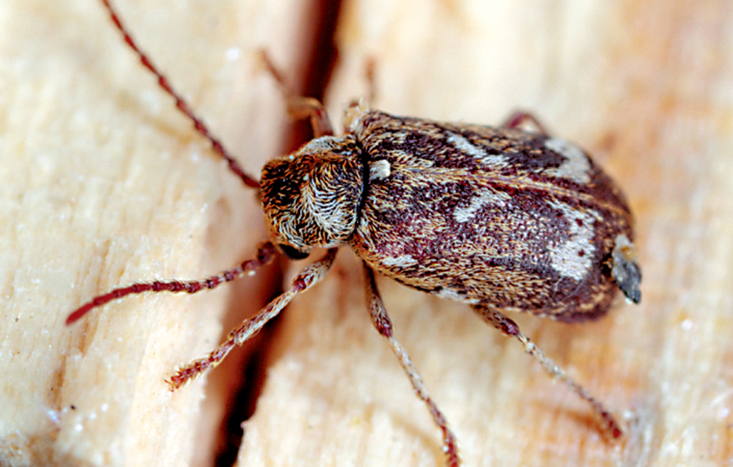 　　圖：報死蟲主要寄生於橡木。\資料圖片