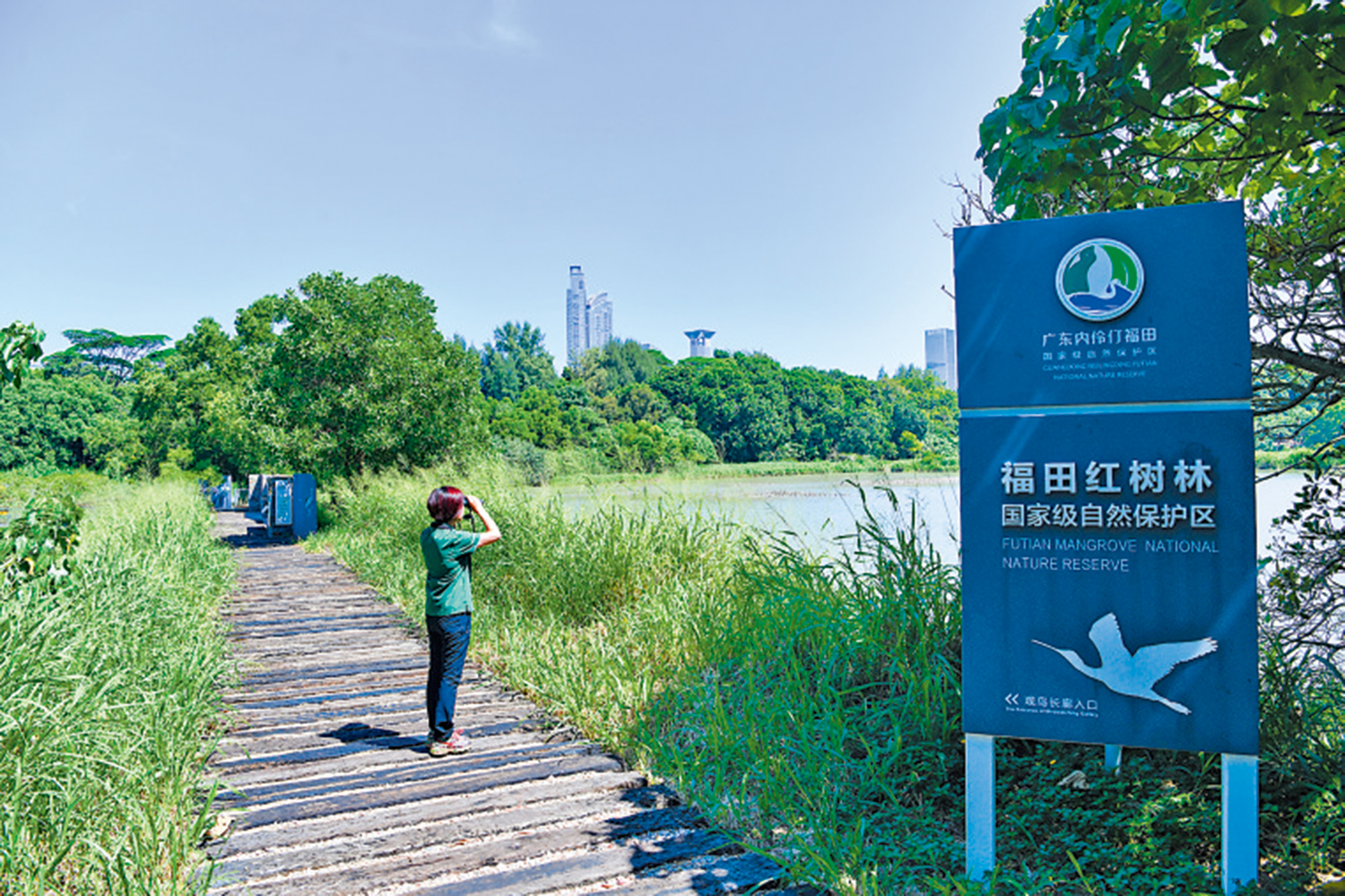 　　圖：紅樹林基金會工作人員在深圳福田紅樹林觀察候鳥。\新華社