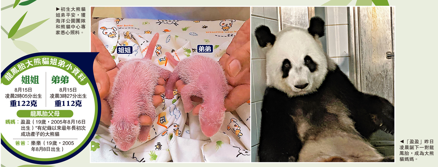 　　左圖：初生大熊貓姐弟平安，獲海洋公園團隊和熊貓中心專家悉心照料。右圖：「盈盈」昨日凌晨誕下一對龍鳳胎，成為大熊貓媽媽。