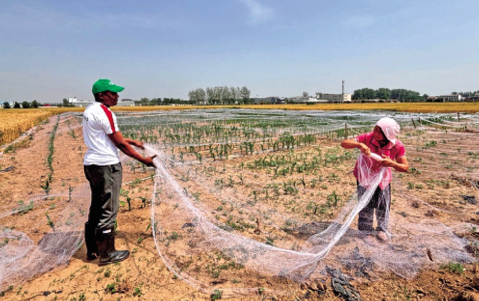　　圖：納齊爾在河北省曲周縣與當地農民一起辛勤勞作，交流學習。