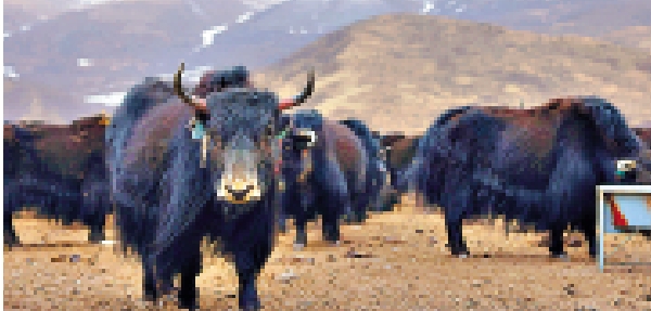 　　圖：青海牦牛肉及枸杞等農畜產品已經獲得認證供港。