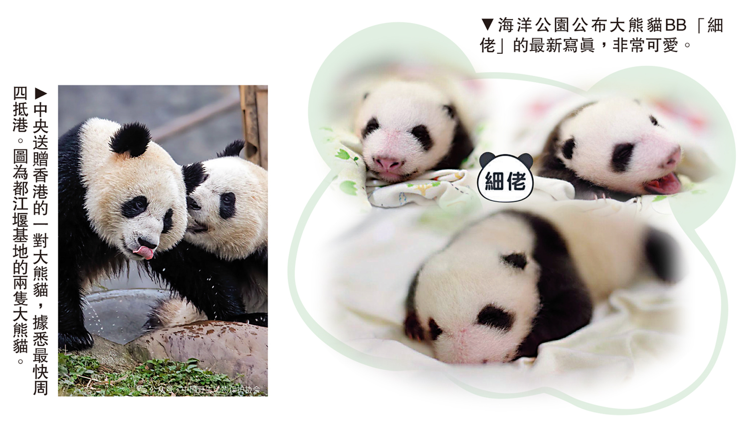 　　左圖：中央送贈香港的一對大熊貓，據悉最快周四抵港。圖為都江堰基地的兩隻大熊貓。右圖：海洋公園公布大熊貓BB「細佬」的最新寫真，非常可愛。