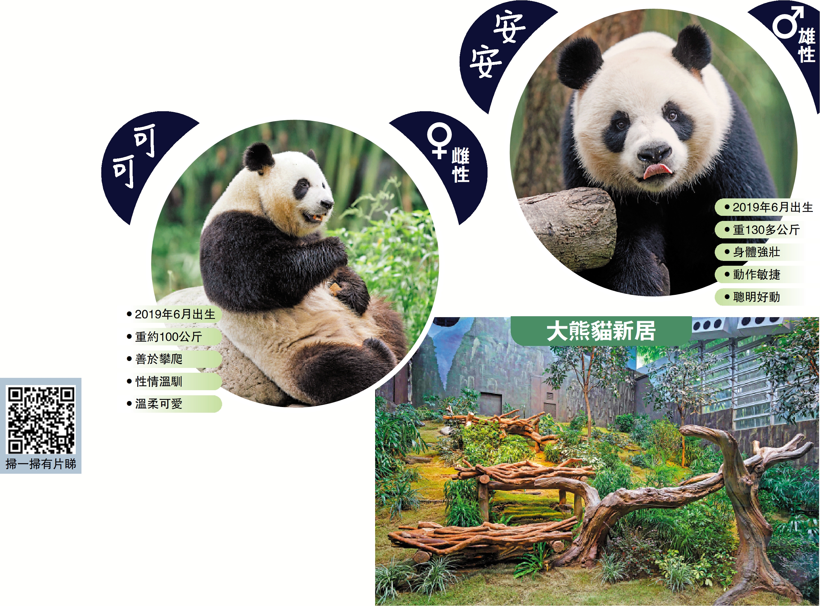 　　圖：安安和可可的新居「四川奇珍館」設施升級，加入全新攀爬架。