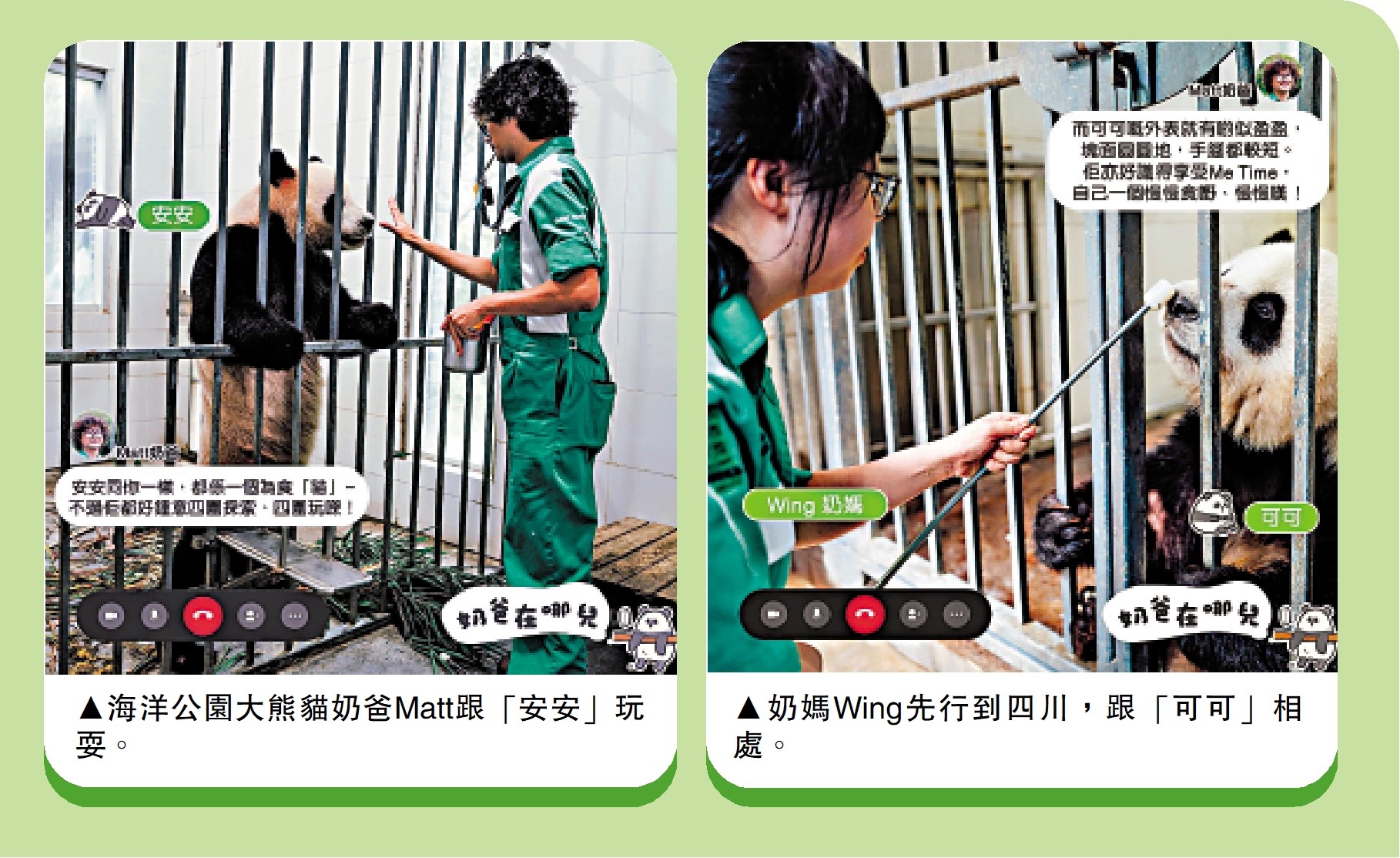 　　左圖：海洋公園大熊貓奶爸Matt跟「安安」玩耍。右圖：奶媽Wing先行到四川，跟「可可」相處。