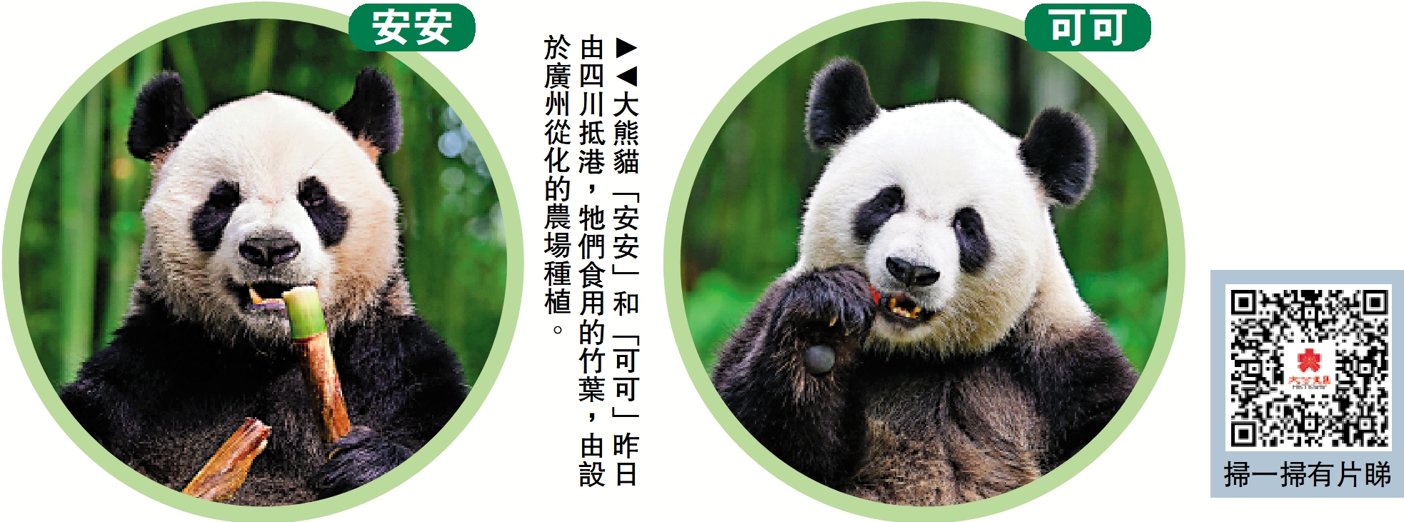　　圖：大熊貓「安安」和「可可」昨日由四川抵港，牠們食用的竹葉，由設於廣州從化的農場種植。