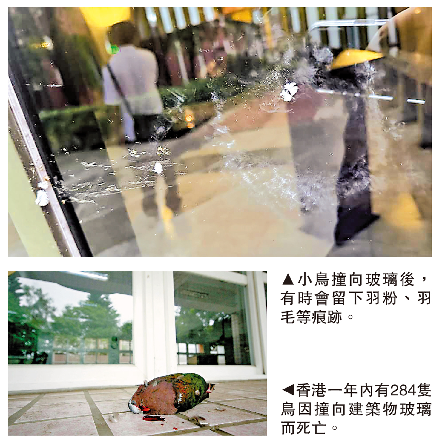 　　上圖：小鳥撞向玻璃後，有時會留下羽粉、羽毛等痕跡。下圖：香港一年內有284隻鳥因撞向建築物玻璃而死亡。