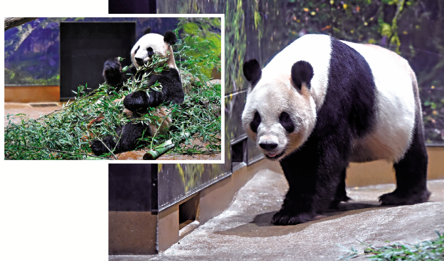 　　圖：28日在東京商業動物園拍攝的大熊貓「仙女」（上）和「比力」。\新華社