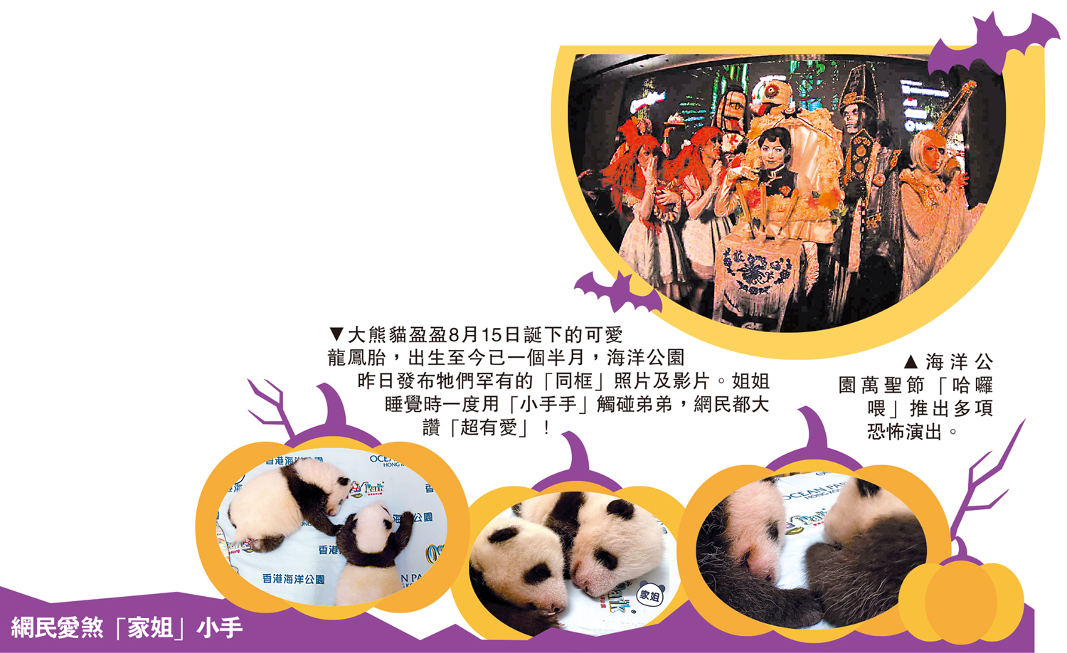 　　上圖：海洋公園萬聖節「哈囉喂」推出多項恐怖演出。下圖：大熊貓盈盈8月15日誕下的可愛龍鳳胎，出生至今已一個半月，海洋公園昨日發布牠們罕有的「同框」照片及影片。姐姐睡覺時一度用「小手手」觸碰弟弟，網民都大讚「超有愛」！
