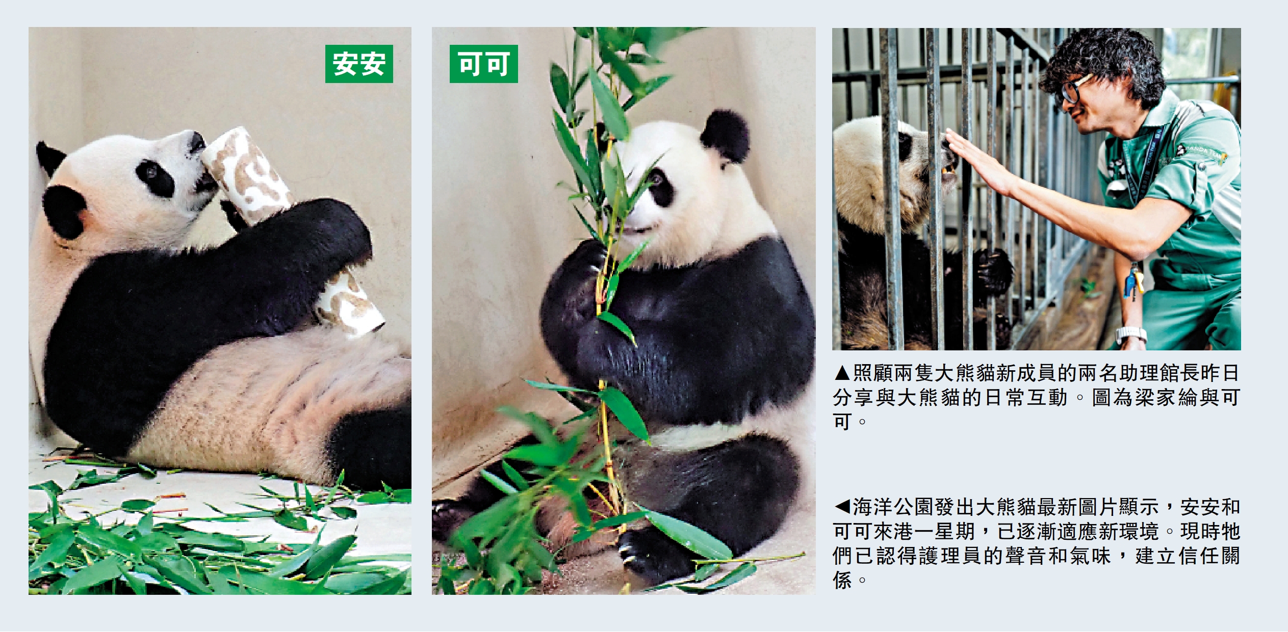 　　左圖：海洋公園發出大熊貓最新圖片顯示，安安和可可來港一星期，已逐漸適應新環境。現時牠們已認得護理員的聲音和氣味，建立信任關係。右圖：照顧兩隻大熊貓新成員的兩名助理館長昨日分享與大熊貓的日常互動。圖為梁家綸與可可。