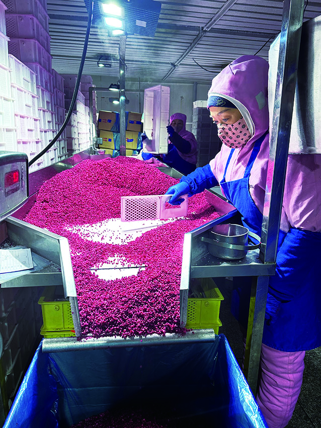 　　圖：雲簽發讓哈爾濱高泰食品有限公司出口業務高效便捷，圖為加工待出口的優質蔓越莓。