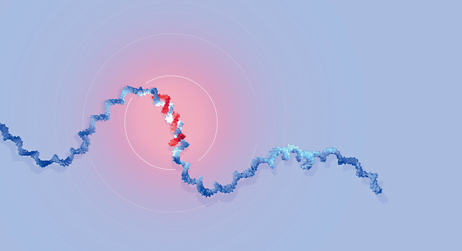 　　圖：安布羅斯和魯夫坎發現了微小RNA基因調控中扮演的重要作用。 諾貝爾獎官網
