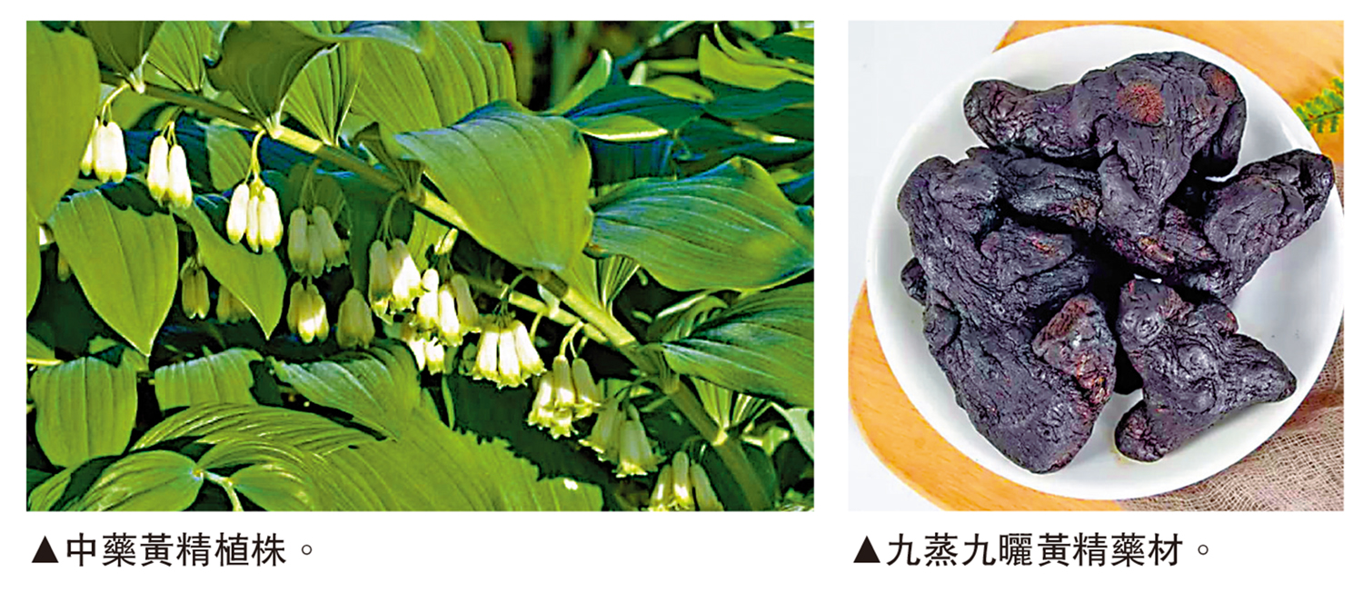 　　左圖：中藥黃精植株。右圖：九蒸九曬黃精藥材。
