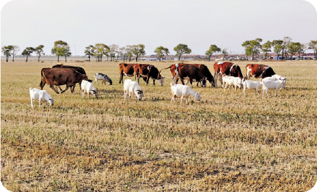 　　圖：夕照中在燕麥田啃秋的牛羊。\作者供圖