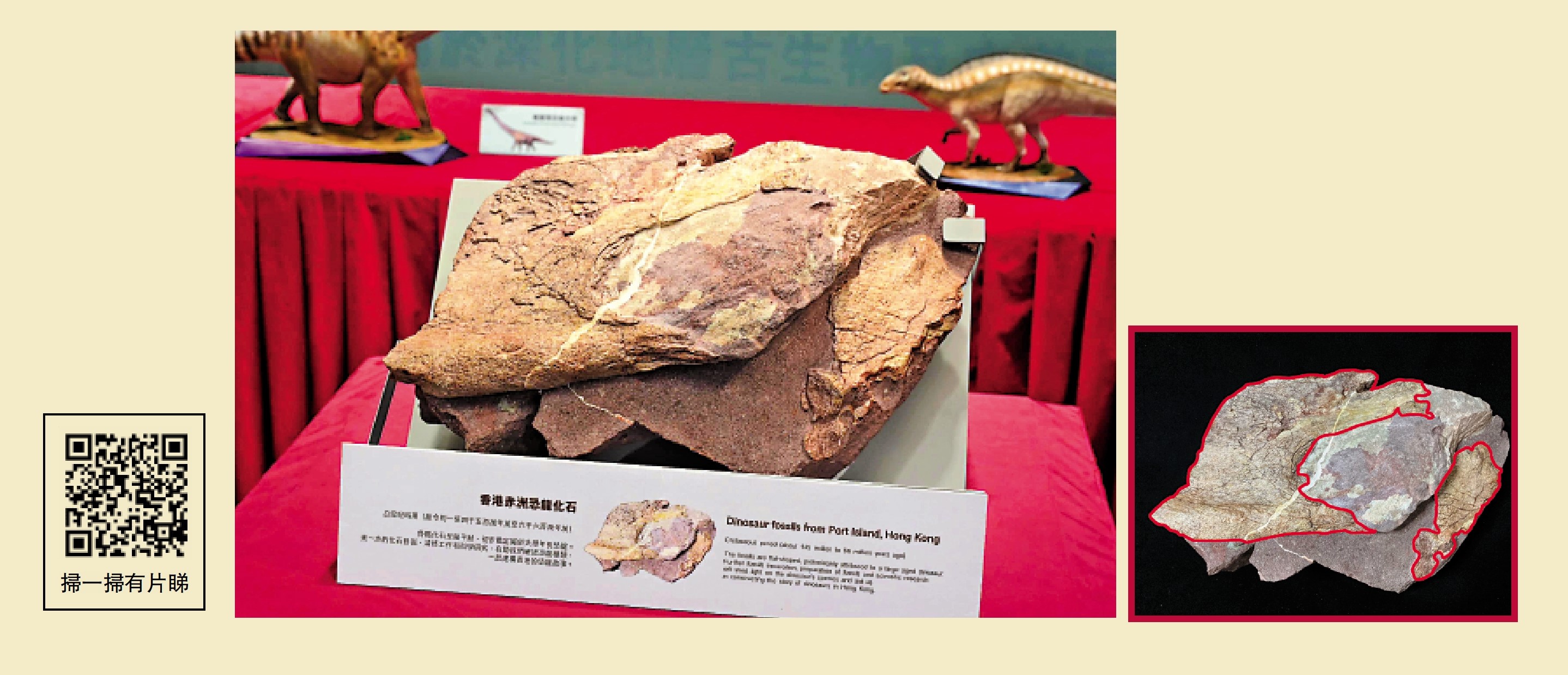 　　圖：香港首次發現的恐龍化石即將在香港文物探知館展出。下圖紅框範圍就是化石部分。