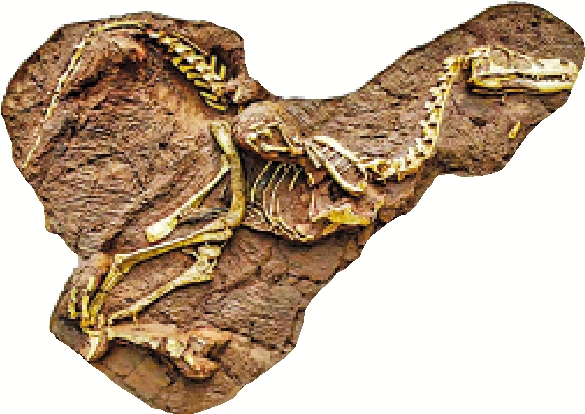 　　圖：中國恐龍資源豐富，曾發現相對完整的骨骼化石。