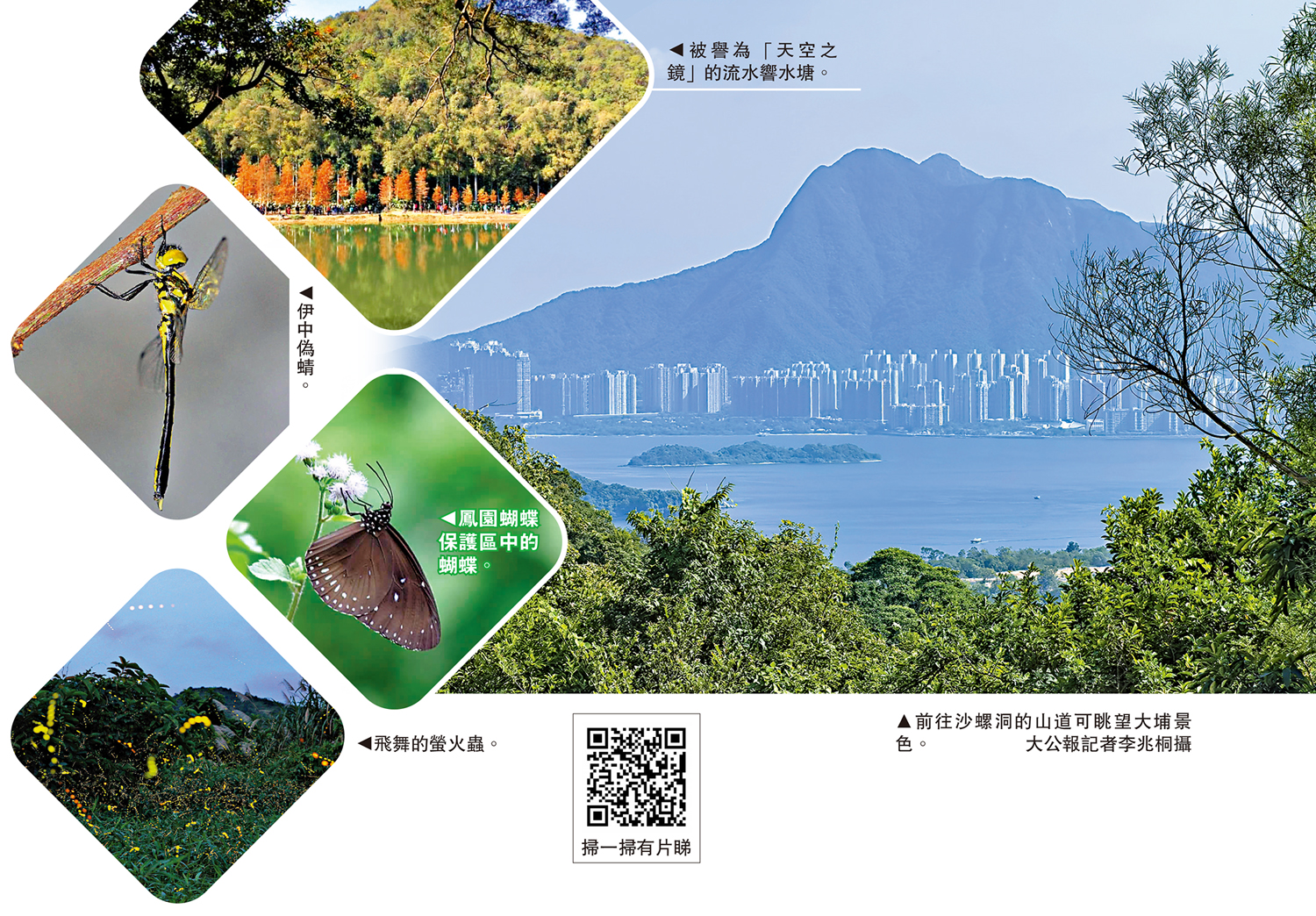 　　圖：前往沙螺洞的山道可眺望大埔景色。\大公報記者李兆桐攝