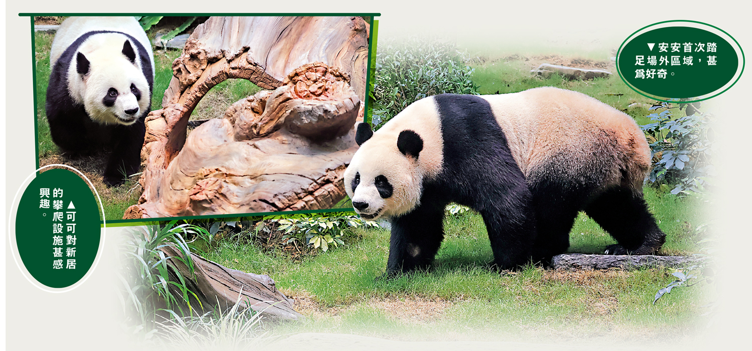 　　左圖：可可對新居的攀爬設施甚感興趣。右圖：安安首次踏足場外區域，甚為好奇。