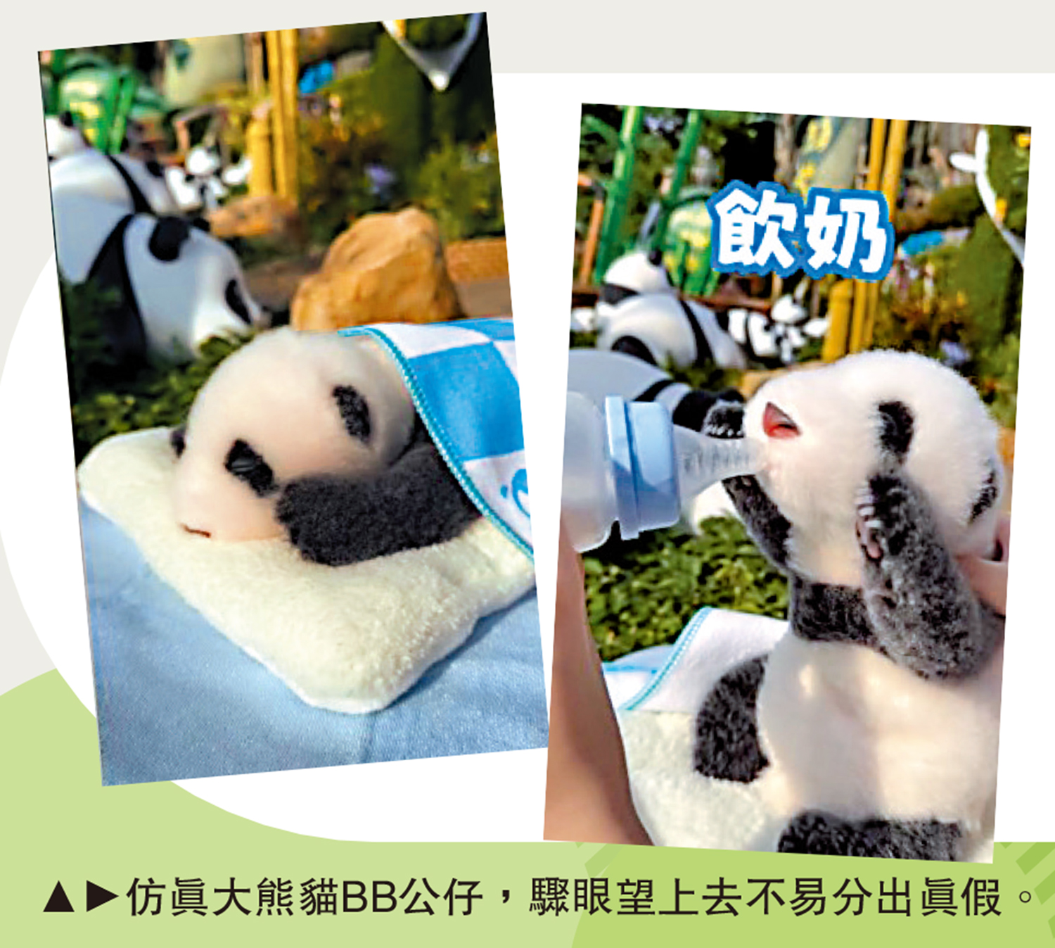 　　圖：仿真大熊貓BB公仔，驟眼望上去不易分出真假。