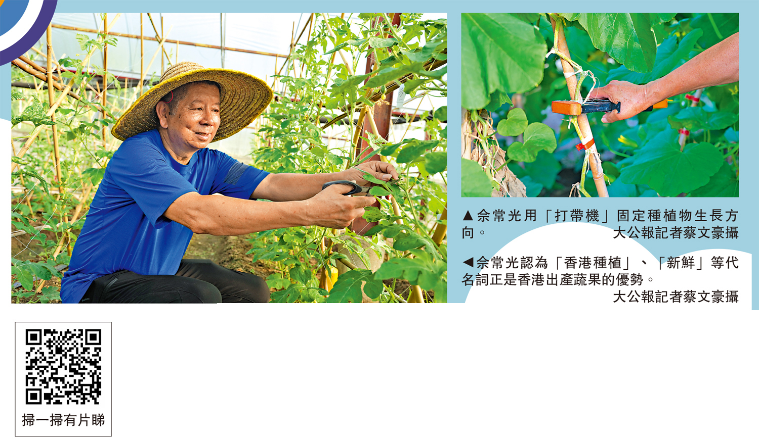 　　左圖：佘常光用「打帶機」固定種植物生長方向。右圖：佘常光認為「香港種植」、「新鮮」等代名詞正是香港出產蔬果的優勢。\大公報記者蔡文豪攝
