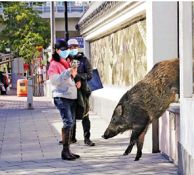 　　圖：一隻野豬在香港仔海濱閒庭信步，引路人圍觀。\中通社