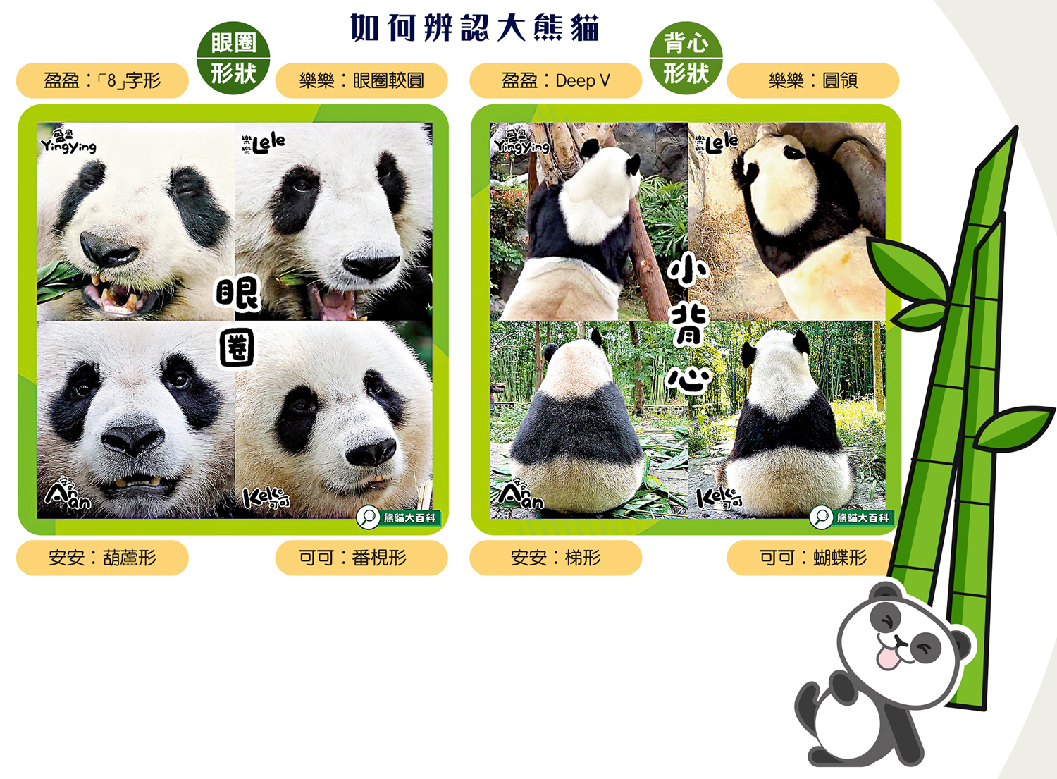 　　圖：如何辨認大熊貓