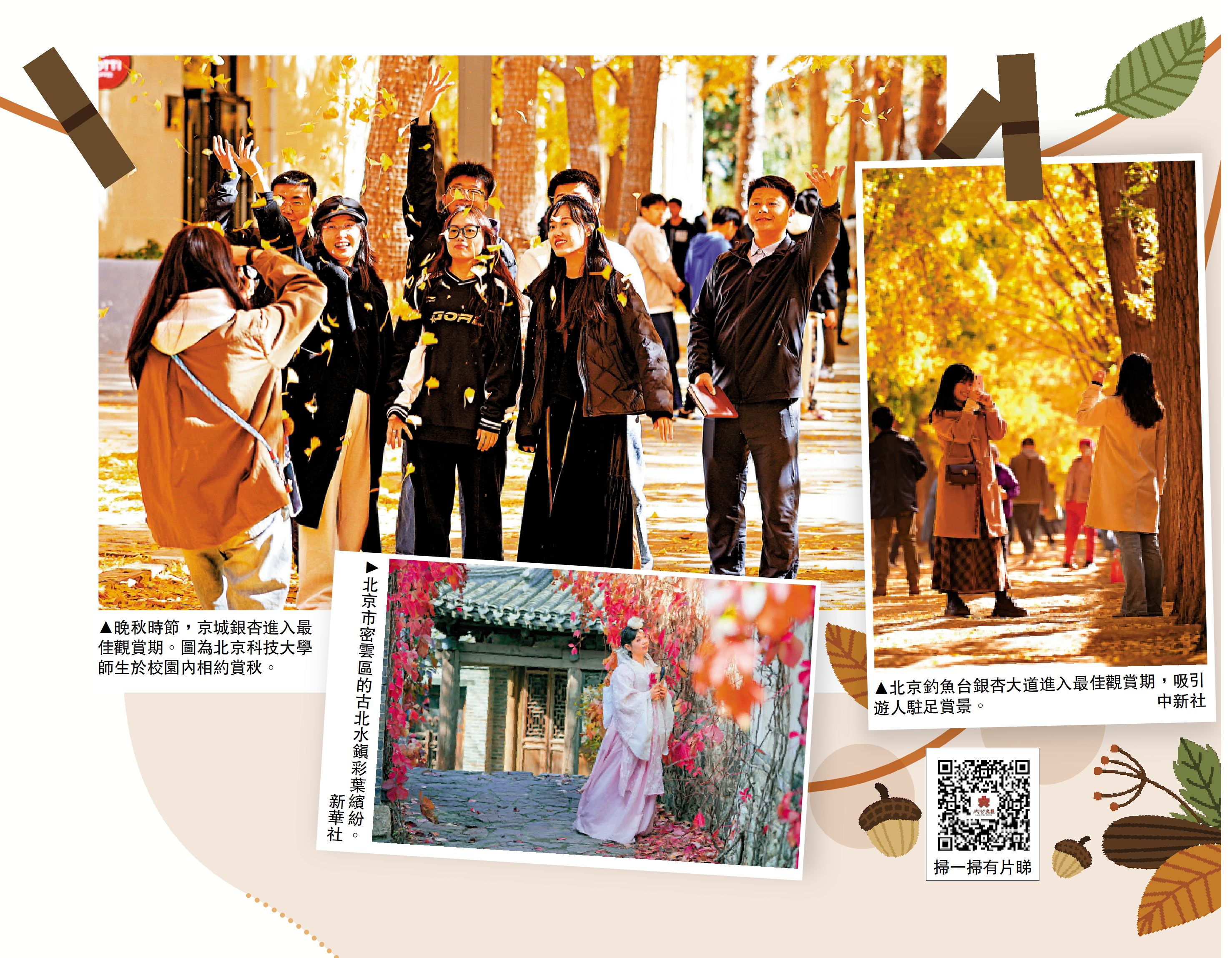 　　圖：晚秋時節，京城銀杏進入最佳觀賞期。圖為北京科技大學師生於校園內相約賞秋。