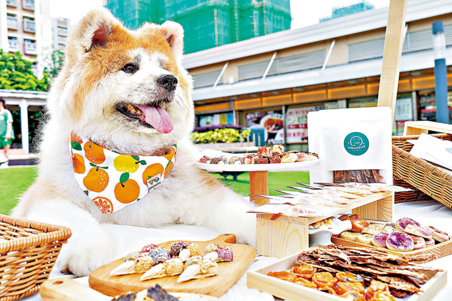 　　圖：越來越多香港商場成為「寵物友好」場所，藉以滿足寵主的需求。