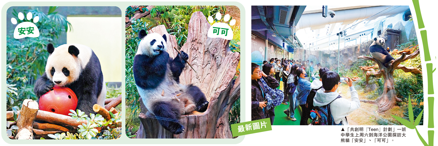 　　圖：「共創明『Teen』計劃」一班中學生上周六到海洋公園探訪大熊貓「安安」、「可可」。 