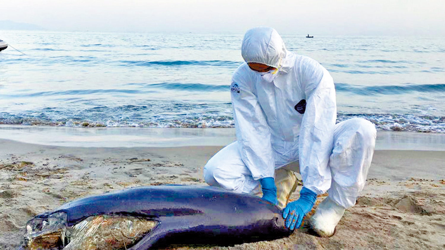 　　圖：海洋公園保育基金2006年成立「海洋生物擱淺行動組」，與漁護署合作跟進香港水域內的鯨豚擱淺個案。\資料圖片