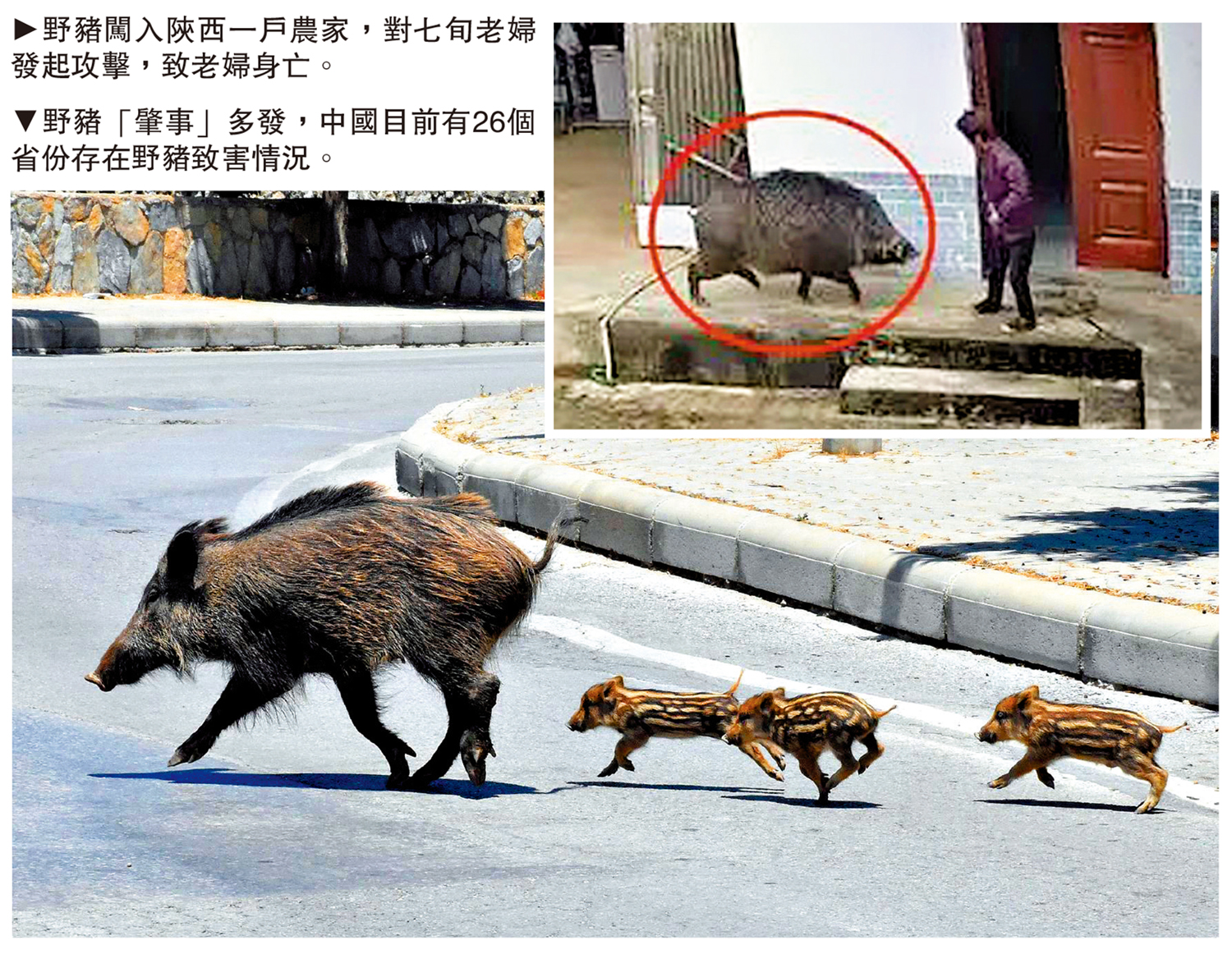 　　上圖：野豬闖入陝西一戶農家，對七旬老婦發起攻擊，致老婦身亡。下圖：野豬「肇事」多發，中國目前有26個省份存在野豬致害情況。