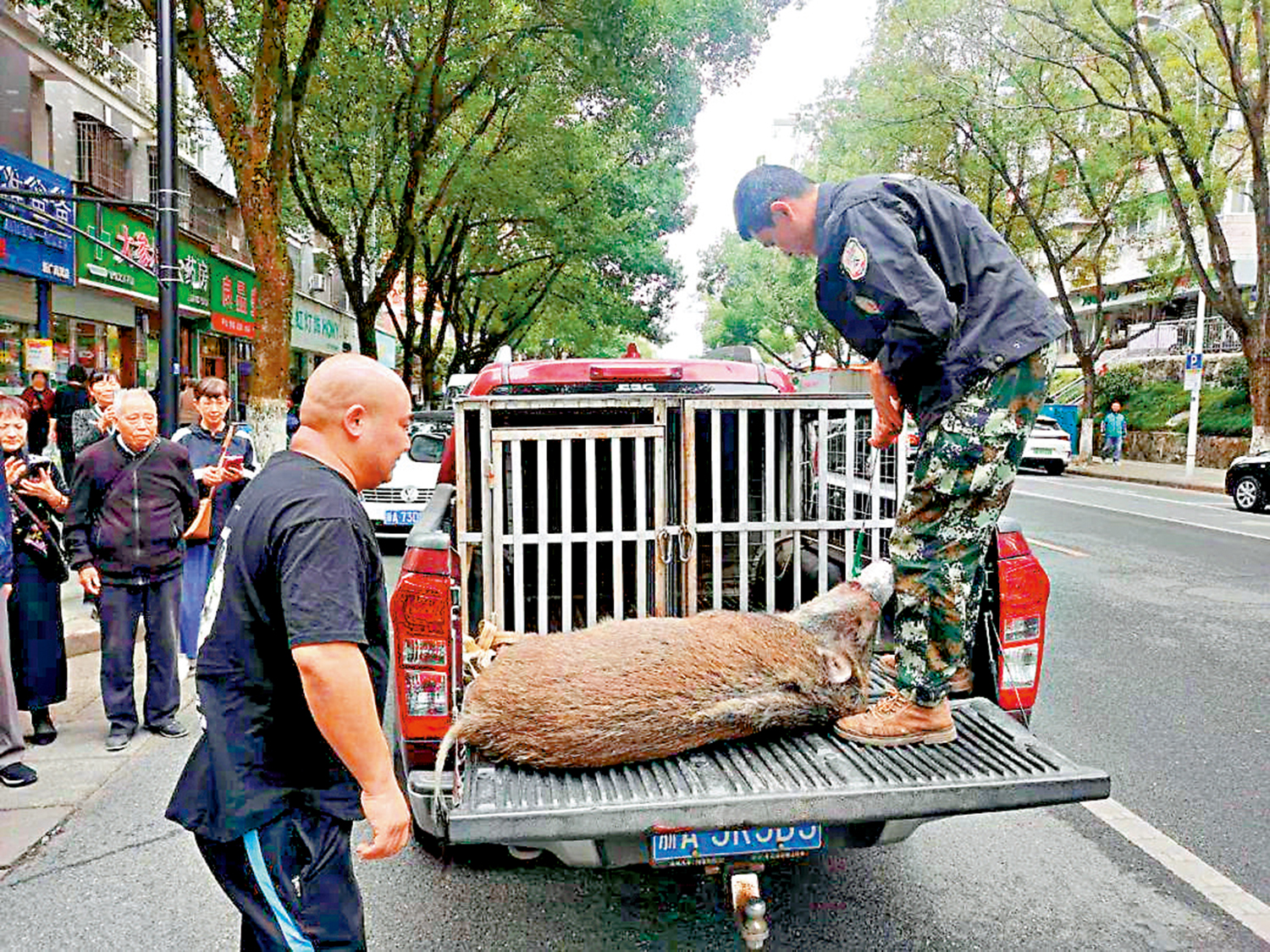 　　圖：杭州建德市野豬獵捕隊將野豬轉移，進行無害化處理。
