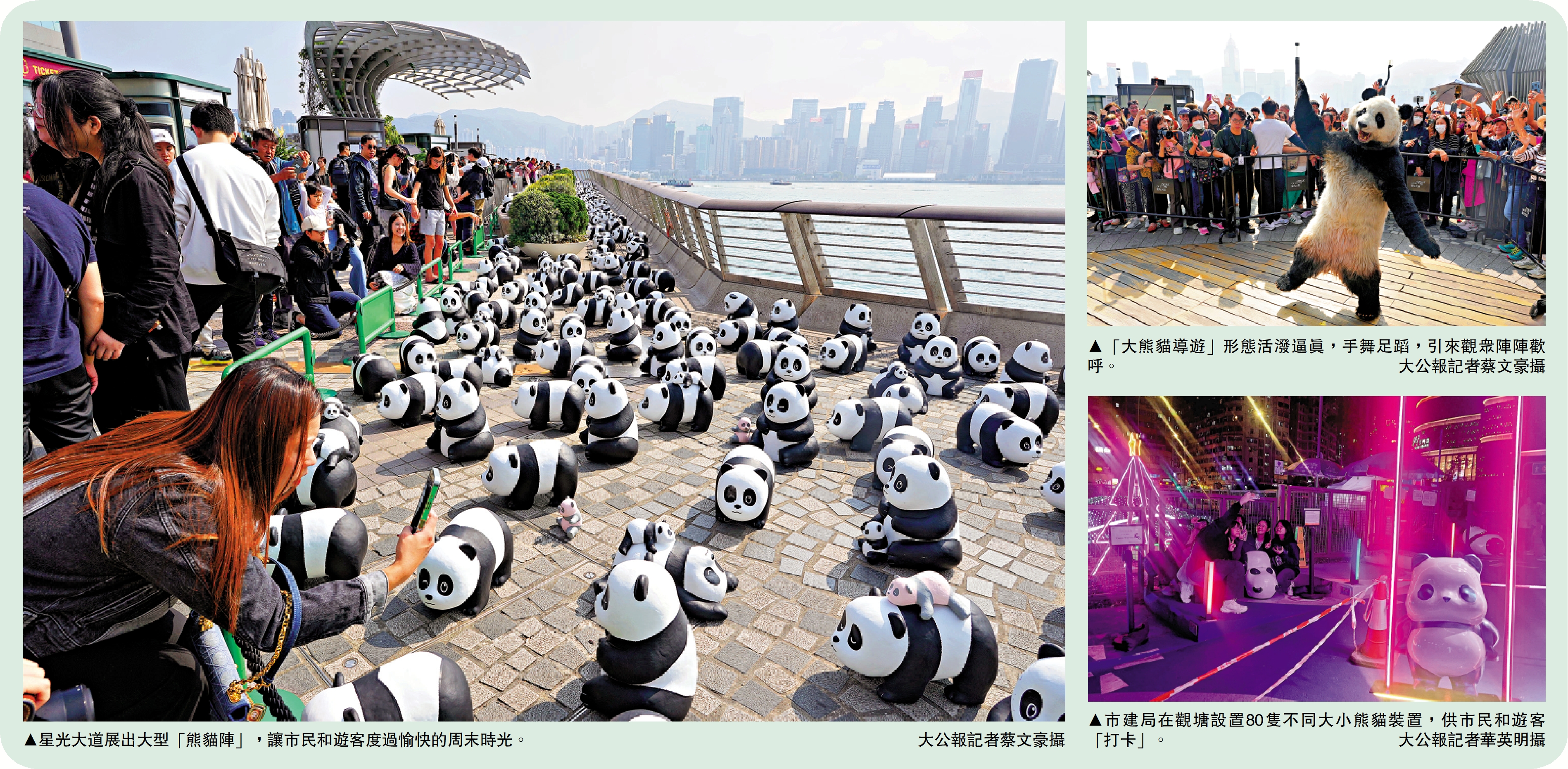 　　左圖：星光大道展出大型「熊貓陣」，讓市民和遊客度過愉快的周末時光。\大公報記者蔡文豪攝；右上圖：「大熊貓導遊」形態活潑逼真，手舞足蹈，引來觀眾陣陣歡呼。\大公報記者蔡文豪攝；右下圖：市建局在觀塘設置80隻不同大小熊貓裝置，供市民和遊客「打卡」。\大公報記者華英明攝