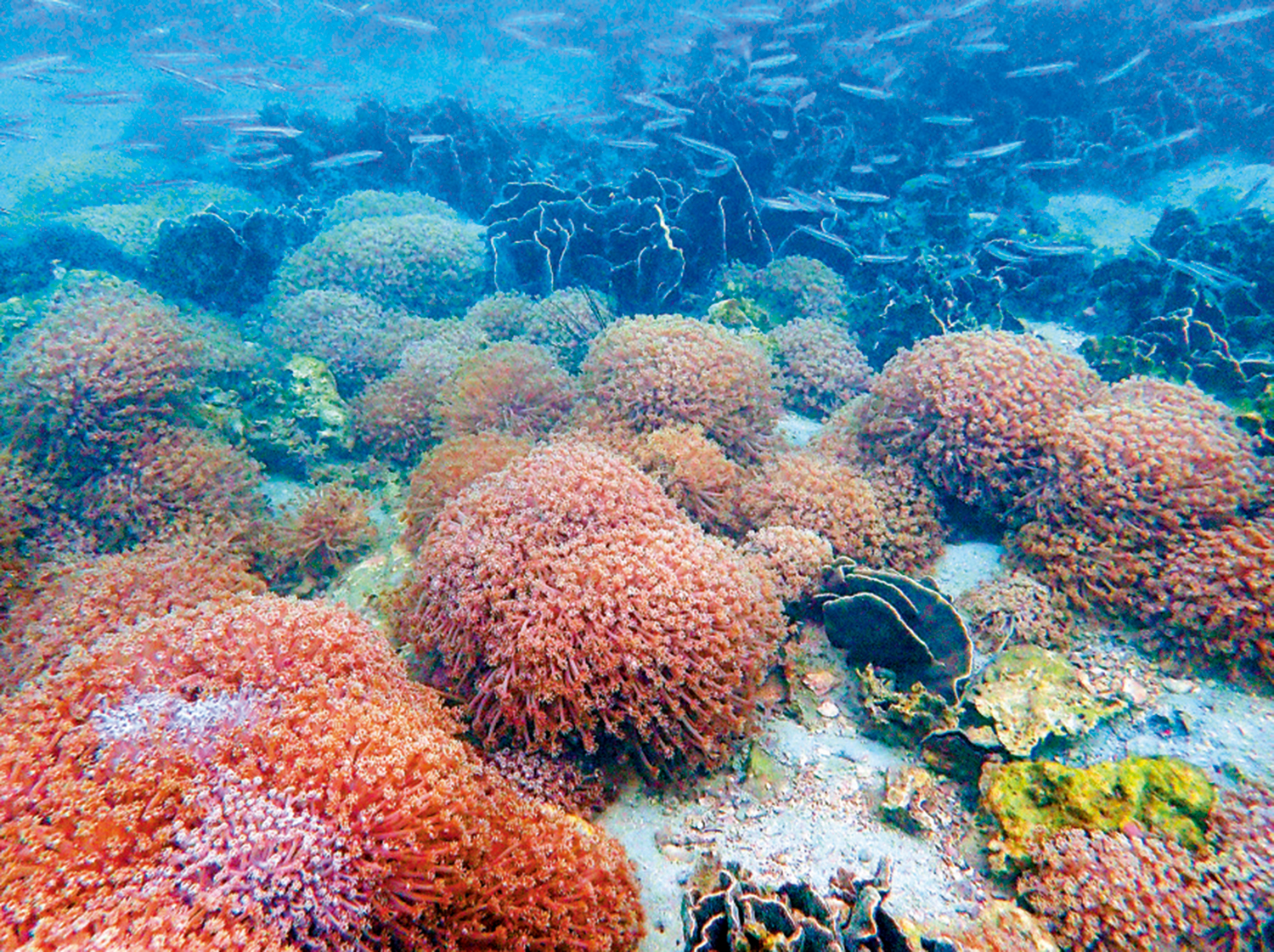 　　圖：「香港珊瑚礁普查2024」於今年六月展開，發現本港珊瑚今年夏天再現白化，出現的地點更較去年夏季更多。圖為橋咀洲的珊瑚群落。