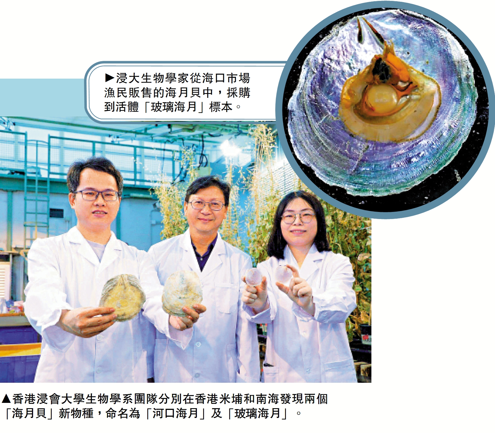 　　上圖：浸大生物學家從海口市場漁民販售的海月貝中，採購到活體「玻璃海月」標本。下圖：香港浸會大學生物學系團隊分別在香港米埔和南海發現兩個「海月貝」新物種，命名為「河口海月」及「玻璃海月」。