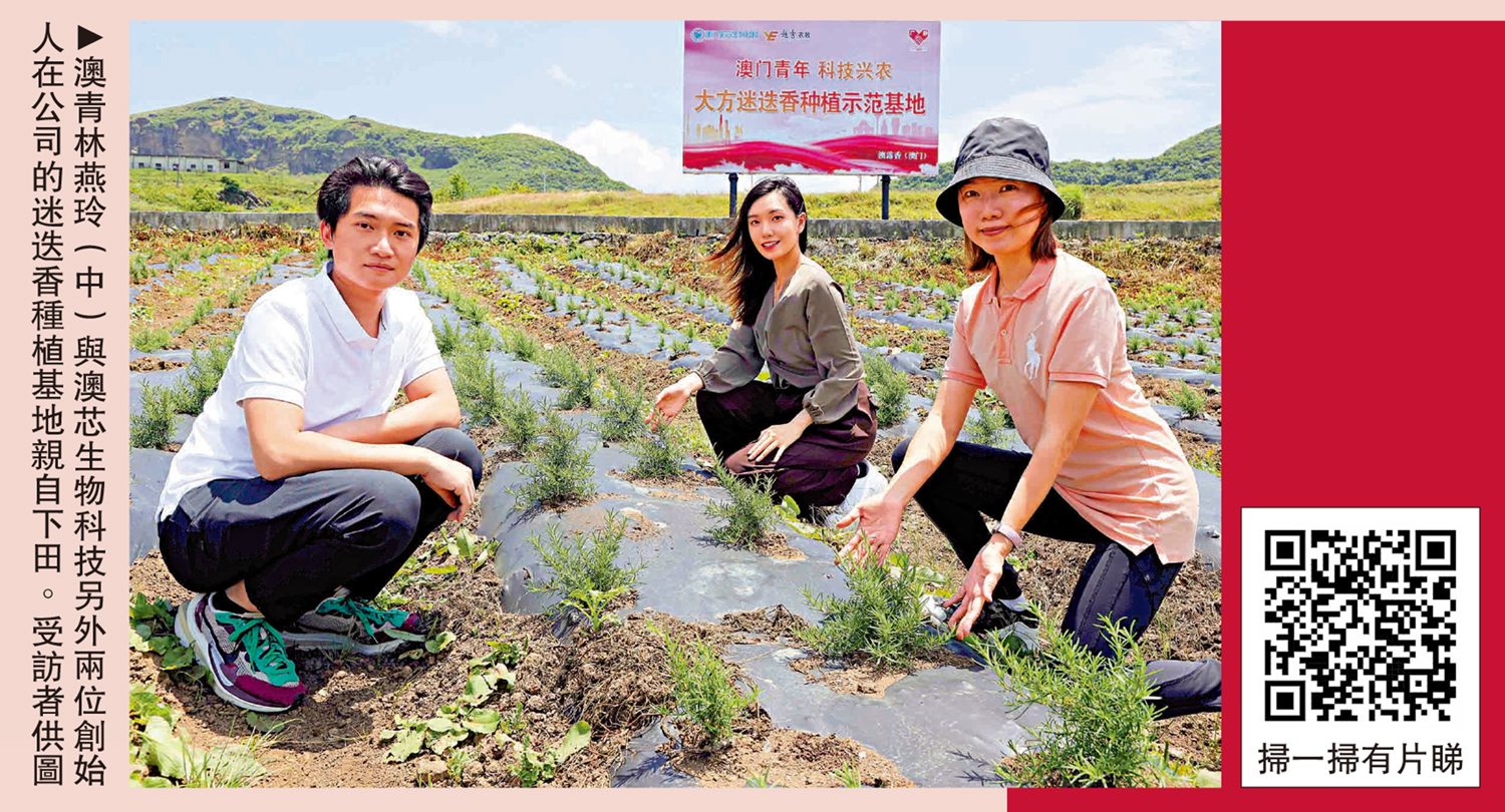 　　圖：澳青林燕玲（中）與澳芯生物科技另外兩位創始人在公司的迷迭香種植基地親自下田。\受訪者供圖