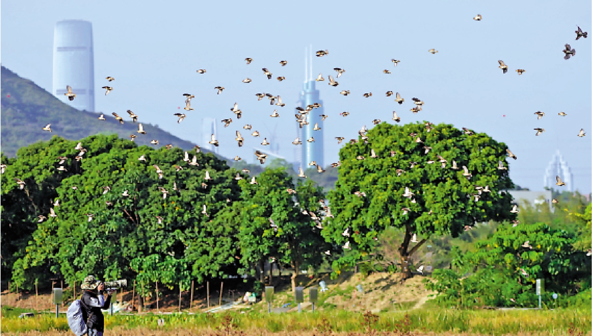 　　圖：在塱原自然生態公園，觀鳥人士出動超長焦距鏡頭，捕捉瀕危雀鳥的美態。/大公報記者蔡文豪攝
