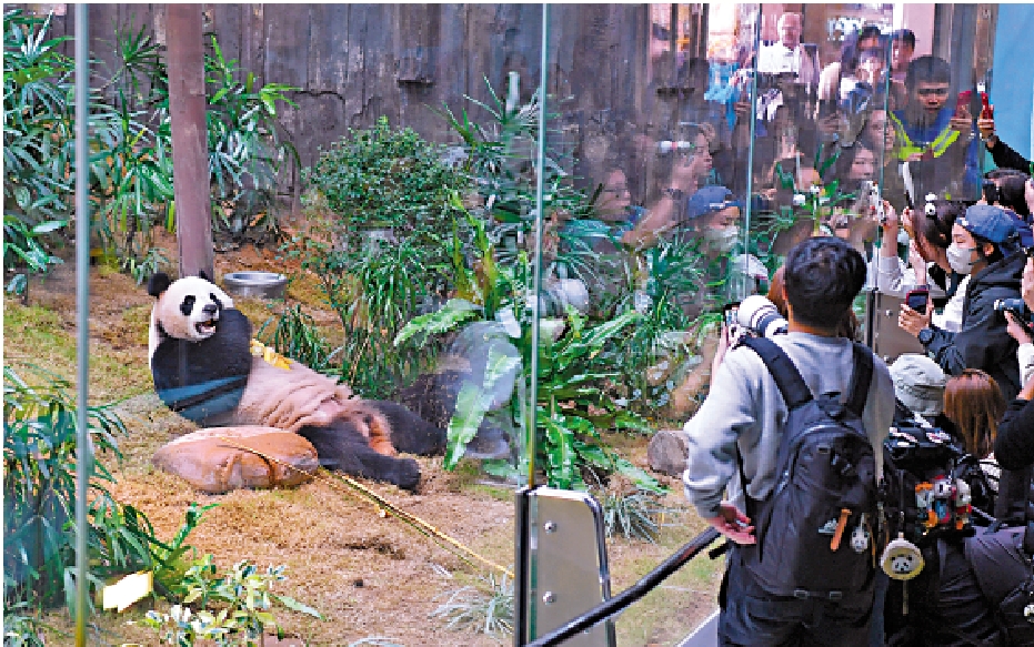 　　圖：香港可發掘六隻大熊貓各自的個性，再加強推廣，提高市民對牠們的辨識度，打造香港版的明星大熊貓，不斷「圈粉」。/新華社
