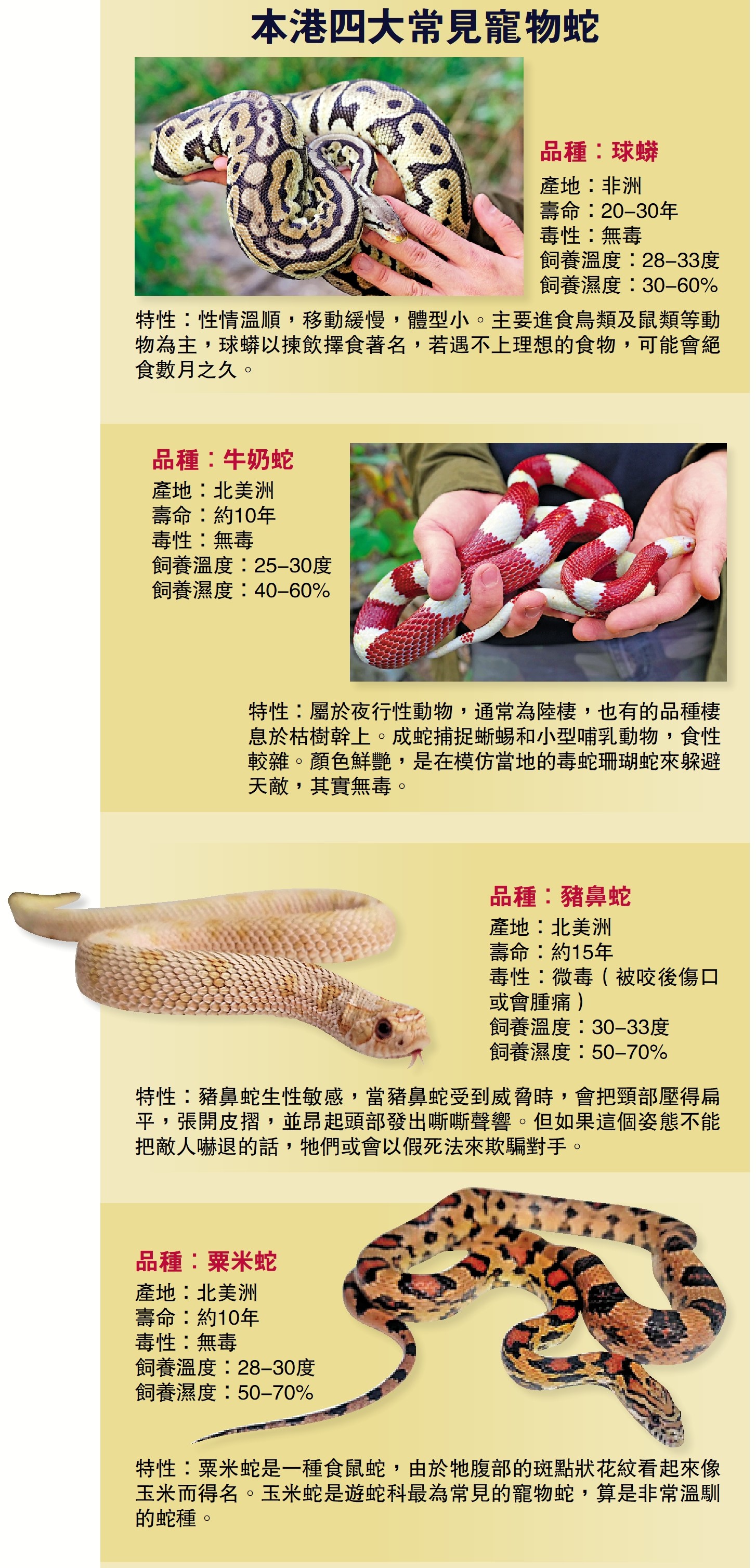 圖:本港四大常見寵物蛇