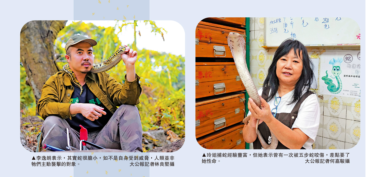 左圖:李逸朗表示,其實蛇很膽小,如不是自身受到威脅,人類並非牠們主動襲擊的對象。\大公報記者林良堅攝;玲姐捕蛇經驗豐富,但她表示曾有一次被五步蛇咬傷,差點要了她性命。\大公報記者何嘉駿攝