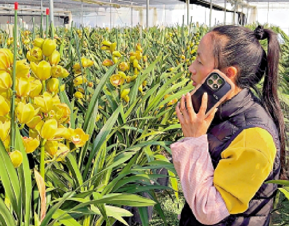 圖:瞿亞娥表示,大花蕙蘭每日出貨多達2萬盆。