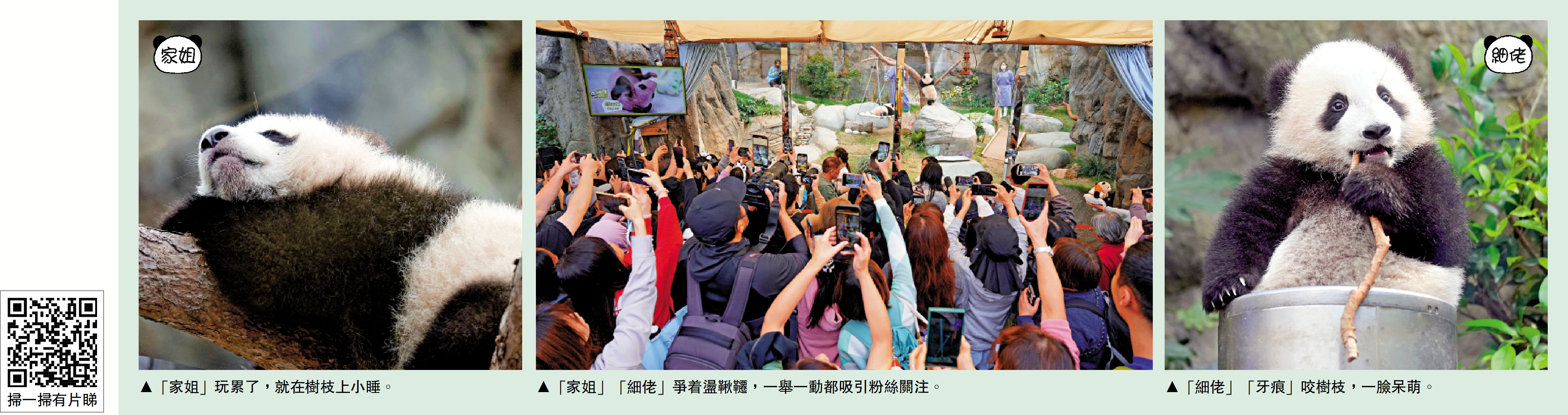 左圖:「家姐」玩累了,就在樹枝上小睡。中圖:「家姐」「細佬」爭着盪鞦韆,一舉一動都吸引粉絲關注。右圖:「細佬」「牙痕」咬樹枝,一臉呆萌。